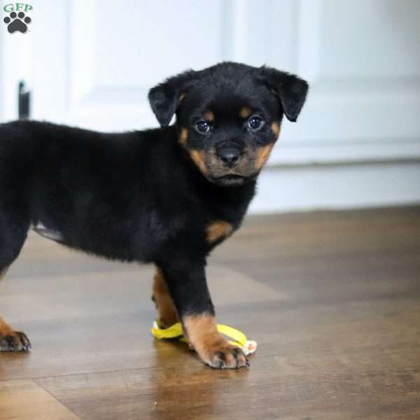 Roxie, Rottweiler Puppy